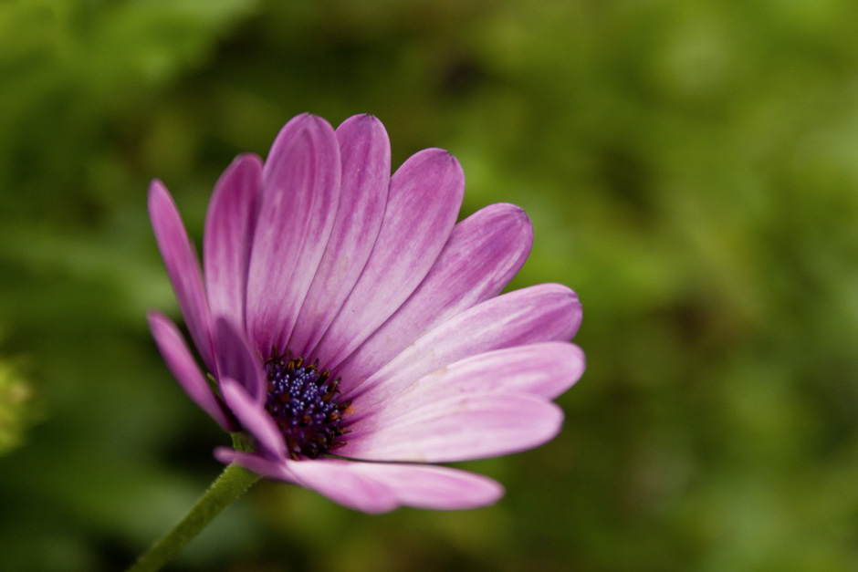 violette Blume
