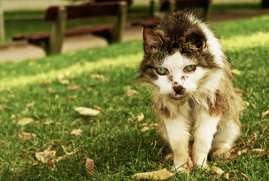 Wildkatze
