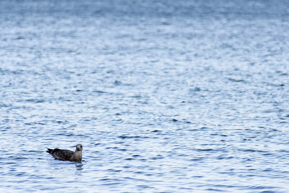 Möwe