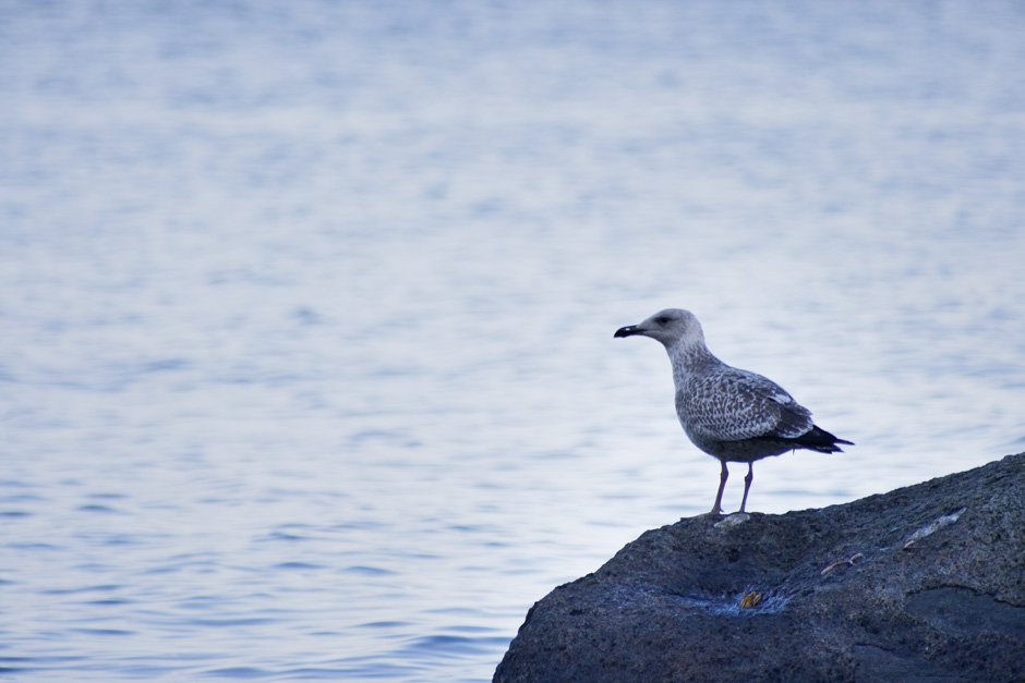 Möwe auf Stein