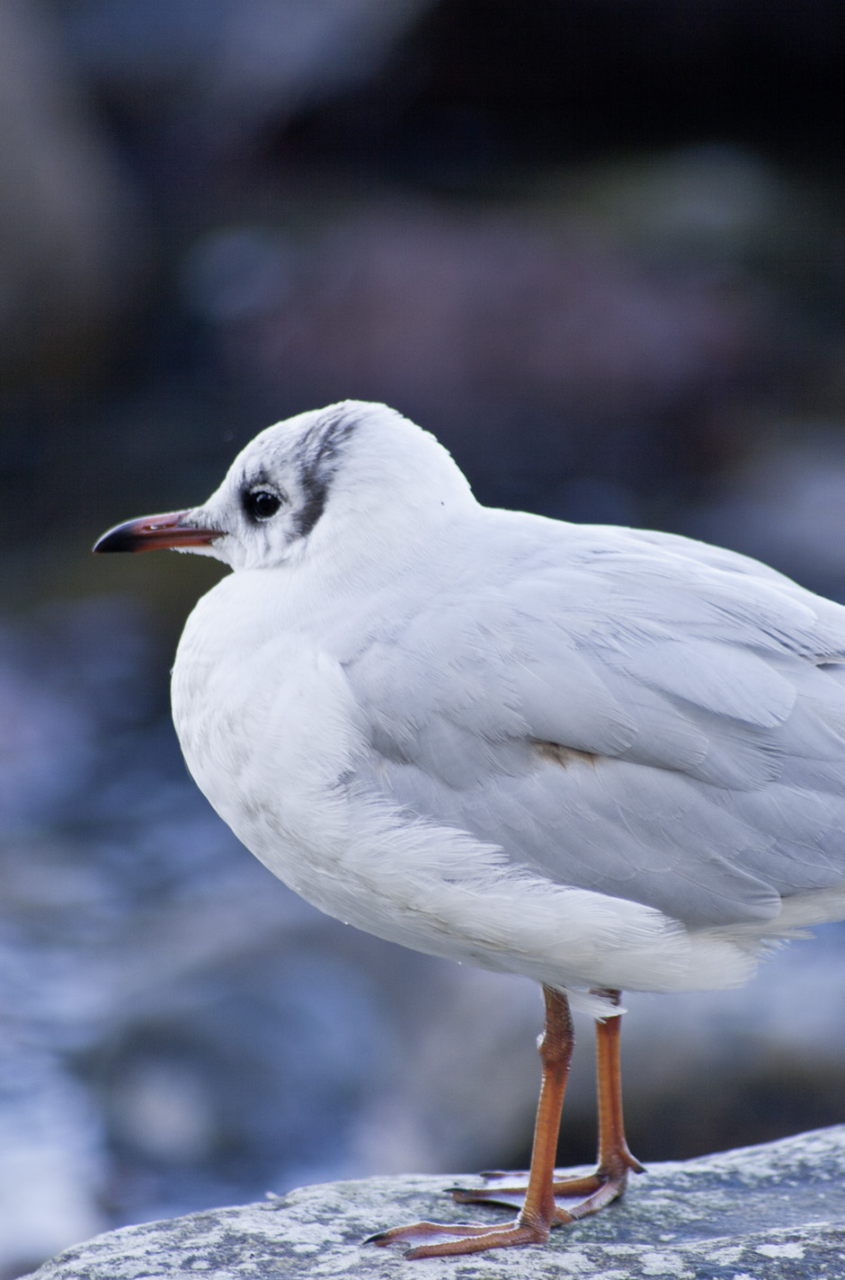 weißer Vogel